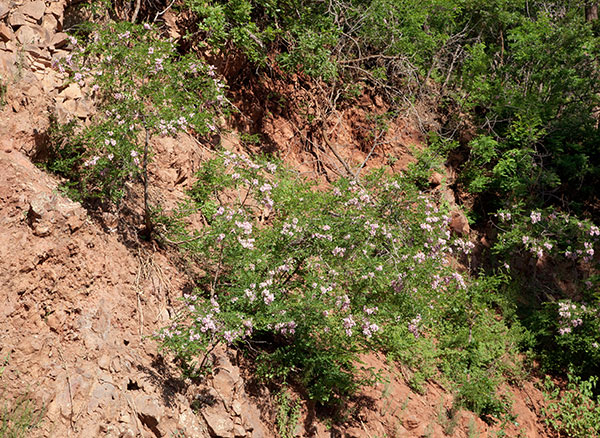 New Mexico Locust Robinia neomexicana