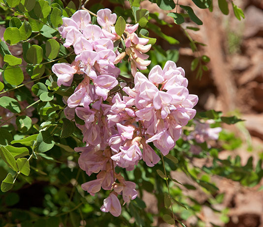 New Mexico Locust Robinia neomexicana