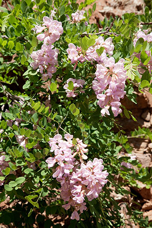 New Mexico Locust Robinia neomexicana