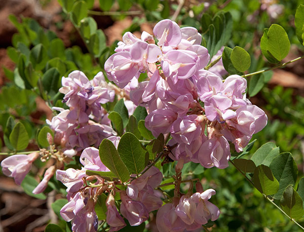 New Mexico Locust Robinia neomexicana