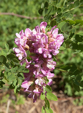 New Mexico Locust Robinia neomexicana