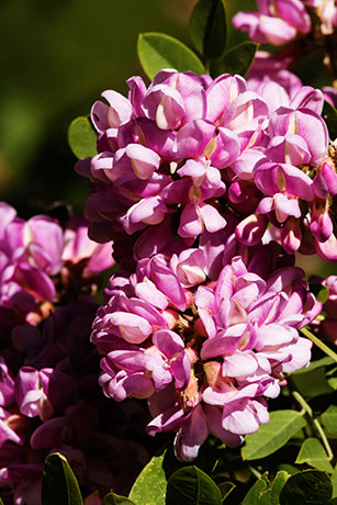 New Mexico Locust Robinia neomexicana