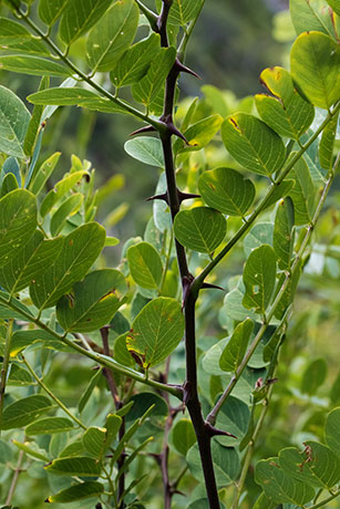 New Mexico Locust Robinia neomexicana