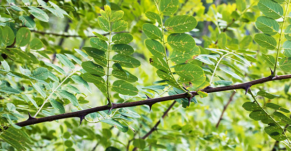 New Mexico Locust Robinia neomexicana