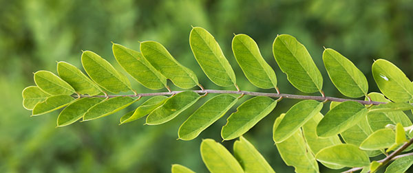 New Mexico Locust Robinia neomexicana