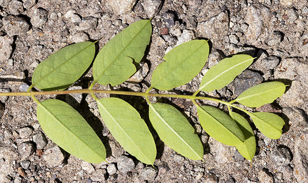 New Mexico Locust Robinia neomexicana