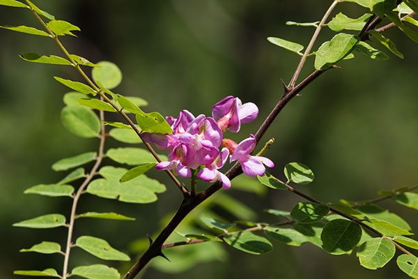 New Mexico Locust Robinia neomexicana
