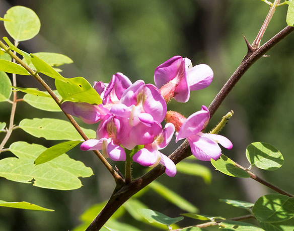 New Mexico Locust Robinia neomexicana