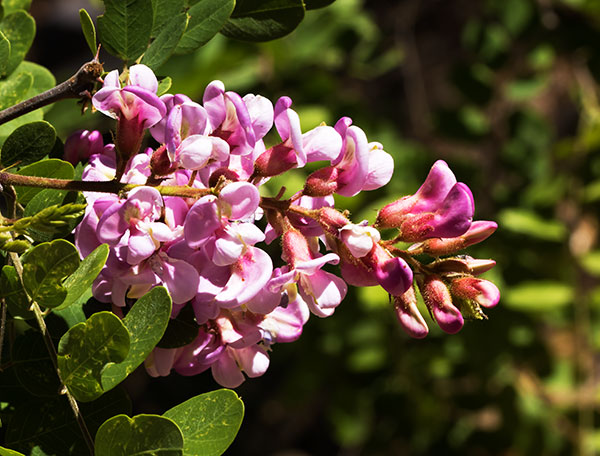 New Mexico Locust Robinia neomexicana