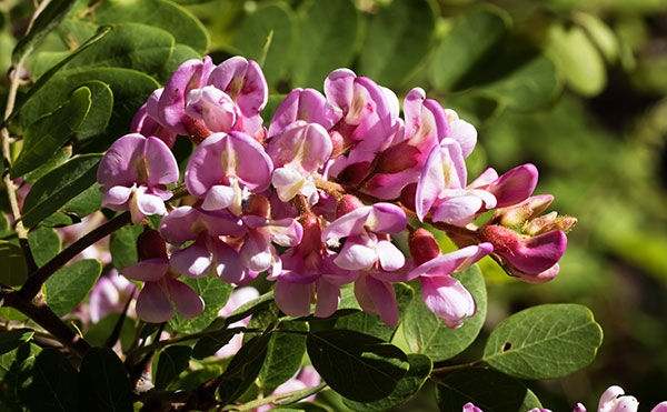 New Mexico Locust Robinia neomexicana