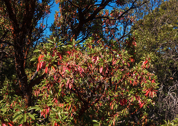 Arizona Madrone Arbutus arizonica Madrono Arbutus xalapensis var. arizonica  