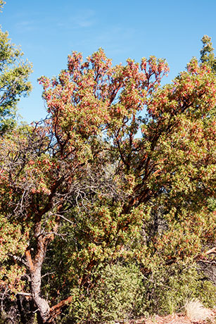 Arizona Madrone Arbutus arizonica Madrono Arbutus xalapensis var. arizonica  