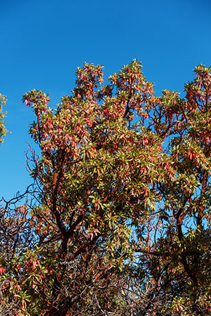 Arizona Madrone Arbutus arizonica Madrono Arbutus xalapensis var. arizonica  