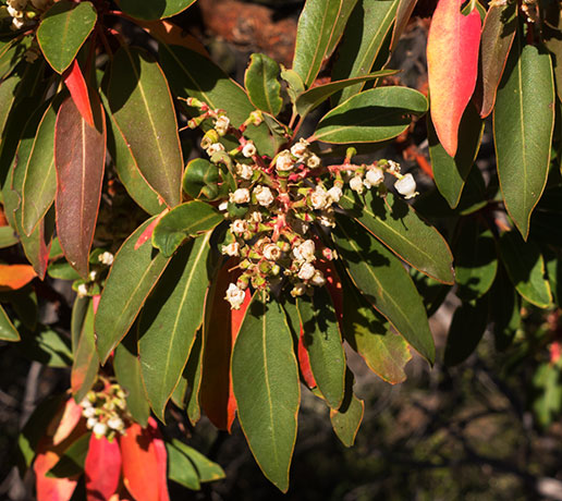 Arizona Madrone Arbutus arizonica Madrono Arbutus xalapensis var. arizonica  