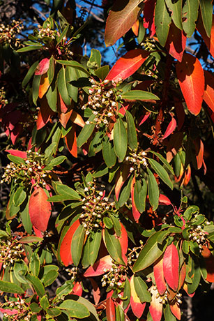 Arizona Madrone Arbutus arizonica Madrono Arbutus xalapensis var. arizonica  