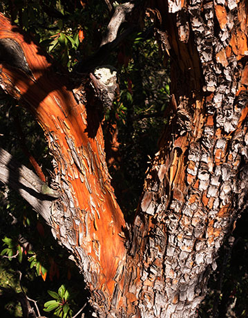 Arizona Madrone Arbutus arizonica Madrono Arbutus xalapensis var. arizonica  