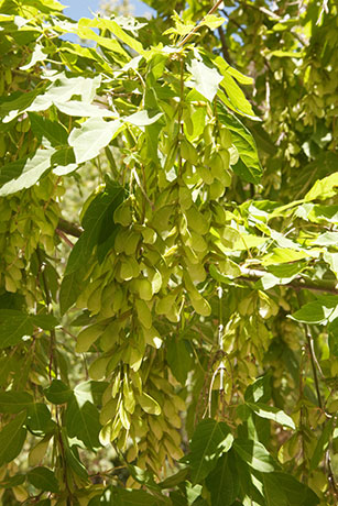 Box Elders Acer negundo  