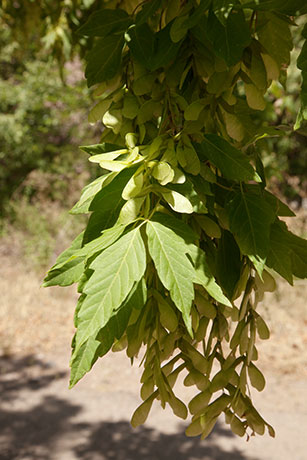 Box Elders Acer negundo  