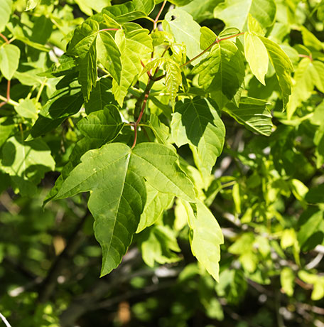 Box Elders Acer negundo  