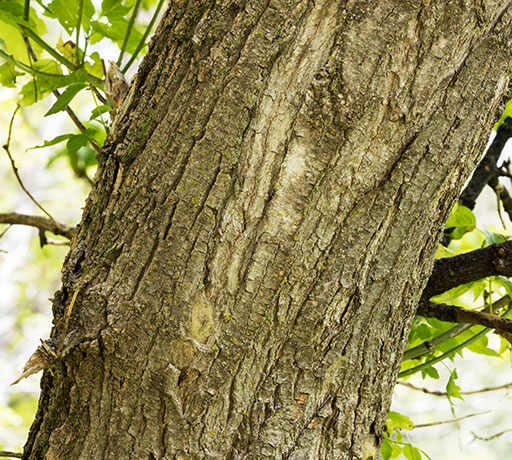 Box Elders Acer negundo  