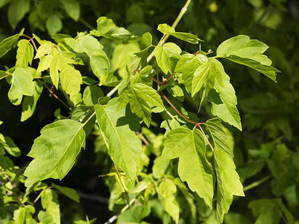 Box Elders Acer negundo  