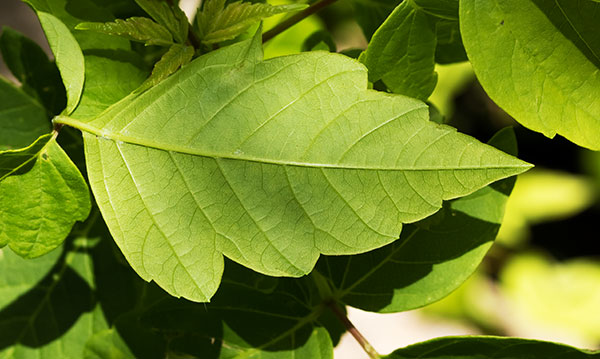 Box Elders Acer negundo  