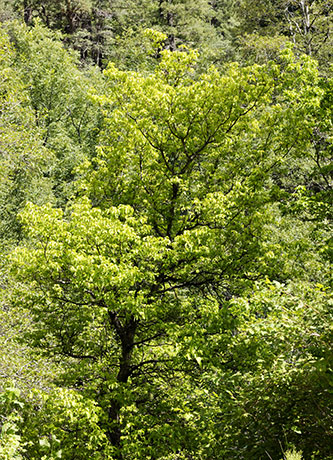 Box Elders Acer negundo  