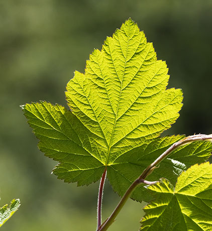 Rocky Mountain Maples Acer glabrum  