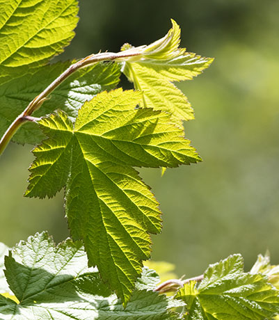 Rocky Mountain Maples Acer glabrum  