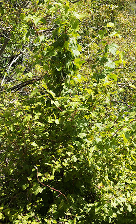 Rocky Mountain Maples Acer glabrum  