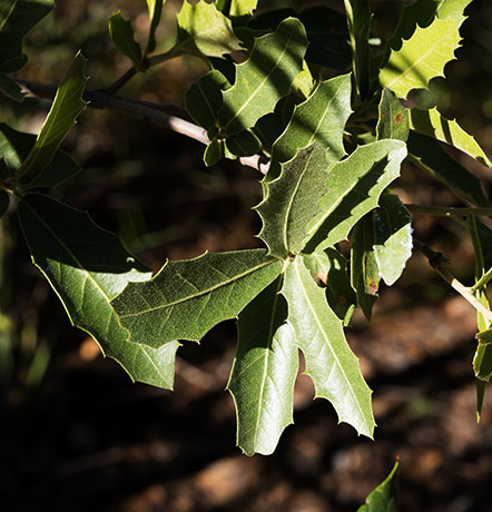 Emory Oak Quercus emoryi 