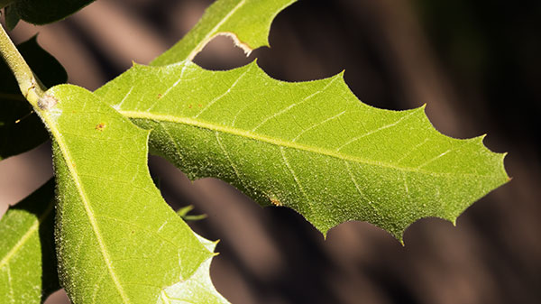 Emory Oak Quercus emoryi 