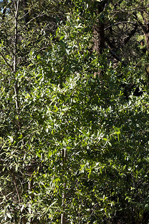 Emory Oak Quercus emoryi 