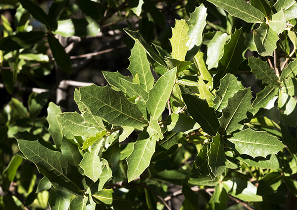 Emory Oak Quercus emoryi 