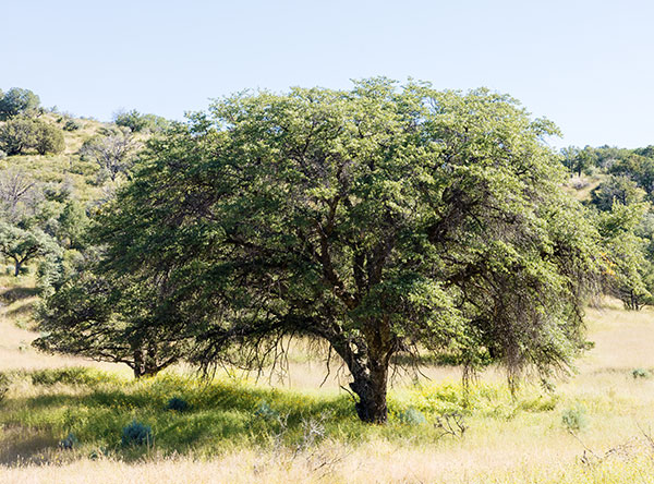 Emory Oak Quercus emoryi 