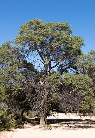 Emory Oak Quercus emoryi 