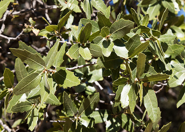 Emory Oak Quercus emoryi 