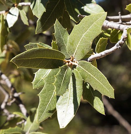 Emory Oak Quercus emoryi 