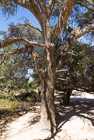 Emory Oak Quercus emoryi 
