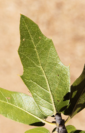 Emory Oak Quercus emoryi 