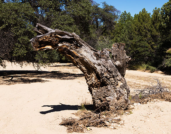Emory Oak Quercus emoryi 