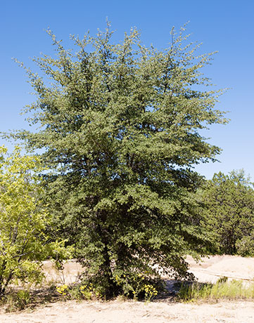 Emory Oak Quercus emoryi 