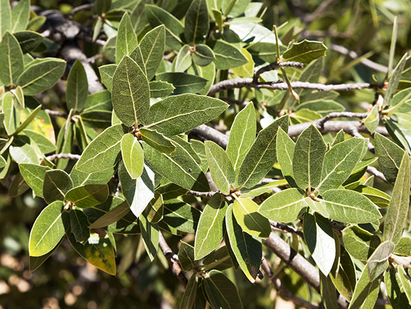 Emory Oak Quercus emoryi 