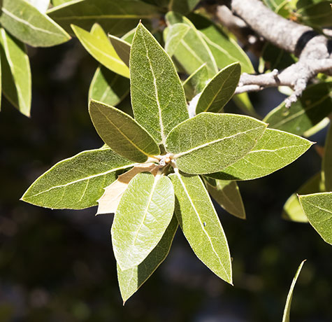 Emory Oak Quercus emoryi 