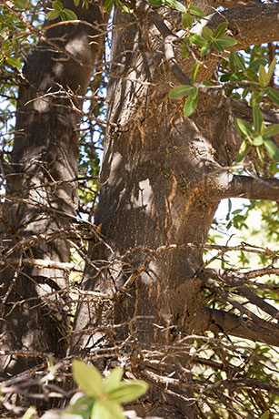 Emory Oak Quercus emoryi 