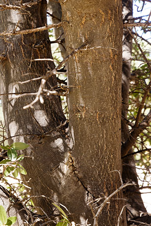 Emory Oak Quercus emoryi 