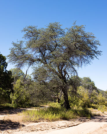 Emory Oak Quercus emoryi 