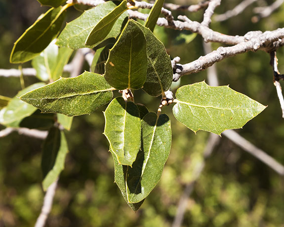 Emory Oak Quercus emoryi 