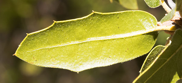 Emory Oak Quercus emoryi 