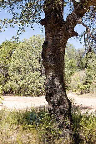 Emory Oak Quercus emoryi 